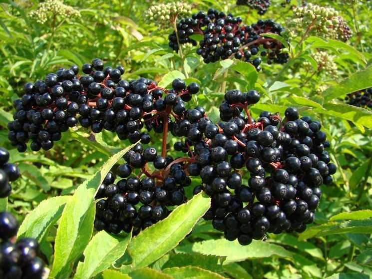 Elderberry is the common name of the Sambucus.